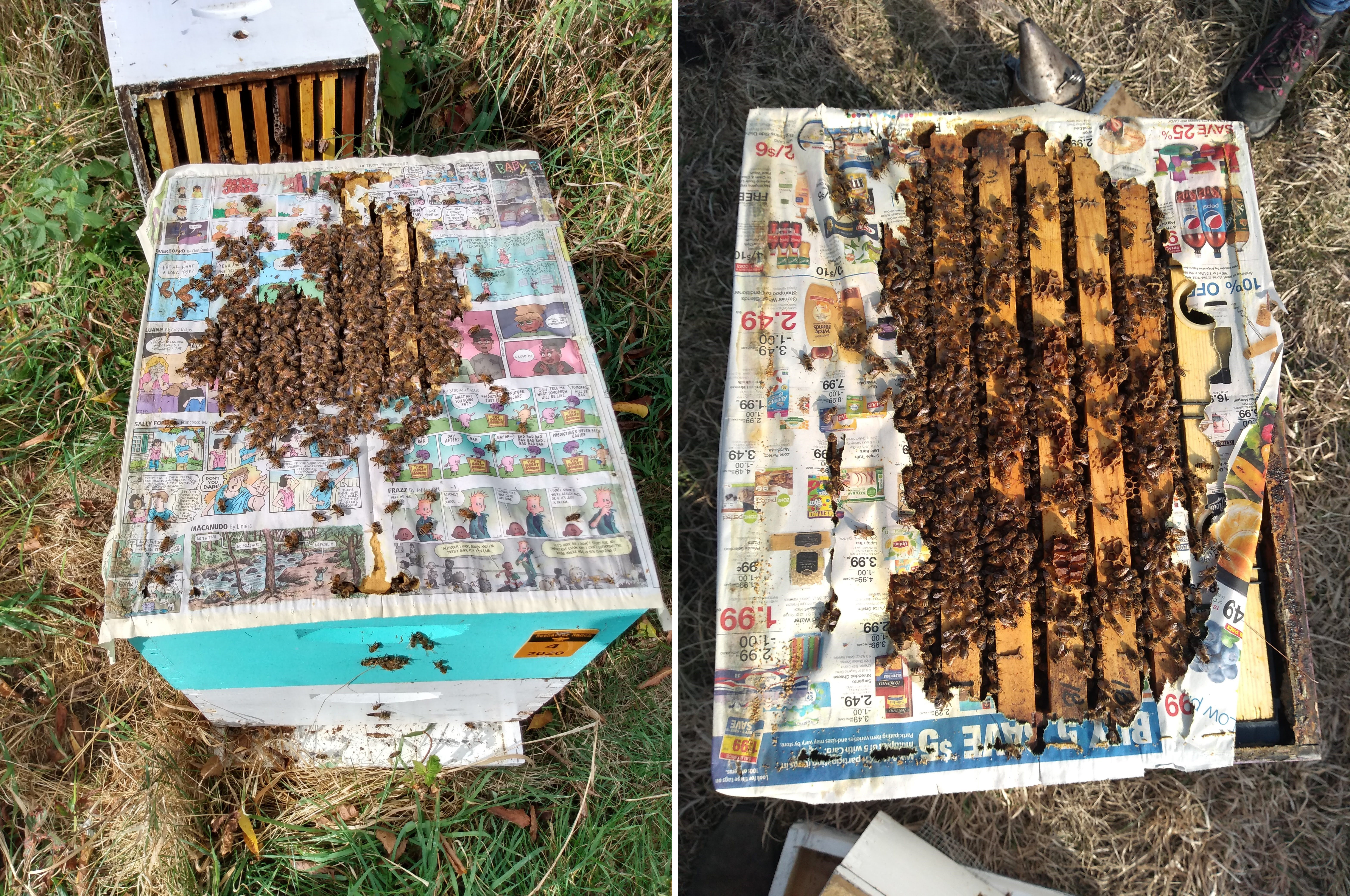The top of a hive body with a sheet of partly removed newspaper and honey bees.